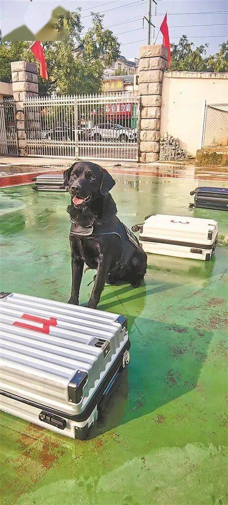 是如何练成的？——“汪汪队”养成记AG真