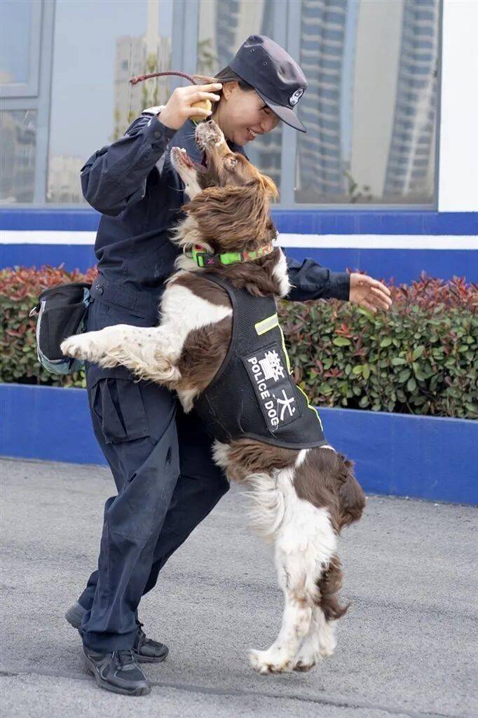 是如何练成的？——“汪汪队”养成记AG真人河南日报 他们和它们默契(图4)