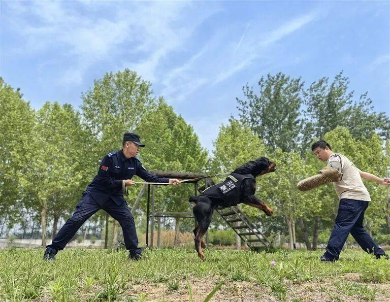 是如何练成的？——“汪汪队”养成记AG真人河南日报 他们和它们默契(图8)